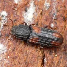 Attēlu rezultāti vaicājumam “Bitoma crenata”