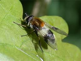 Attēlu rezultāti vaicājumam “Leucozona lucorum”