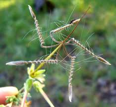 Attēlu rezultāti vaicājumam “Geraniaceae”