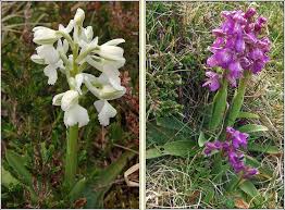 Attēlu rezultāti vaicājumam “Orchis morio”