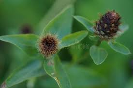 Attēlu rezultāti vaicājumam “Centaurea stoebe bud”