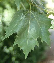 Attēlu rezultāti vaicājumam “Platanus x hispanica (syn. Platanus x acerifolia) leaf”