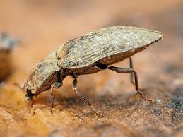 Attēlu rezultāti vaicājumam “Agrypnus murinus”