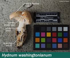 Attēlu rezultāti vaicājumam “Hydnum sp.”