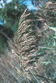 Attēlu rezultāti vaicājumam “Phragmites communis flower”
