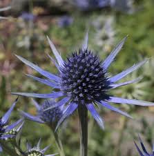 Image result for Blaudistel