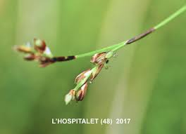 Attēlu rezultāti vaicājumam “Carex digitata fruit”