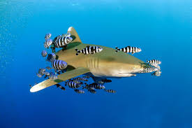 Image result for Carcharhinus longimanus