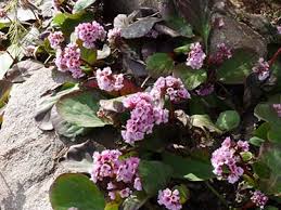 Attēlu rezultāti vaicājumam “Bergenia crassifolia”
