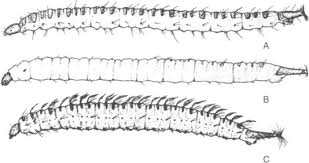 Attēlu rezultāti vaicājumam “Psychodidae”
