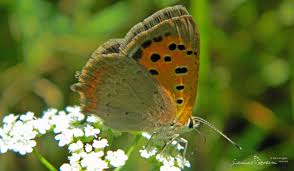 Attēlu rezultāti vaicājumam “Lycaena phlaeas underside”