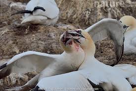 Image result for Morus bassanus