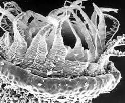 Attēlu rezultāti vaicājumam “Platydictya jungermannioides”