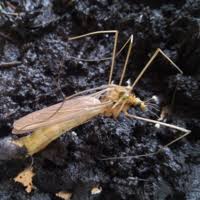 Attēlu rezultāti vaicājumam “Capsus ater imago”