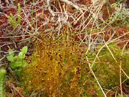 Attēlu rezultāti vaicājumam “Splachnum ampullaceum sporophyte”
