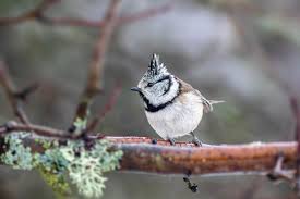 Attēlu rezultāti vaicājumam “Lophophanes cristatus”