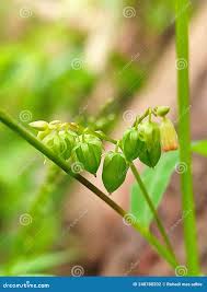 Attēlu rezultāti vaicājumam “Oxalis corniculata fruit”