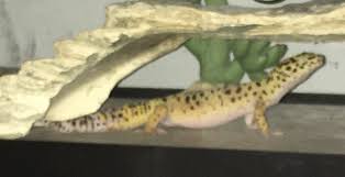 Image result for gravidity leopard gecko
