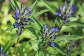 Attēlu rezultāti vaicājumam “Gentiana cruciata bud”