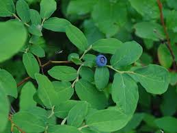 Attēlu rezultāti vaicājumam “Vaccinium uliginosum leaf”