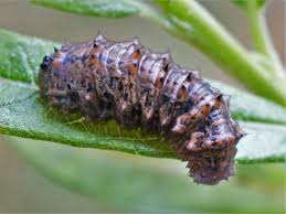 Attēlu rezultāti vaicājumam “Abraxas grossulariata larva”