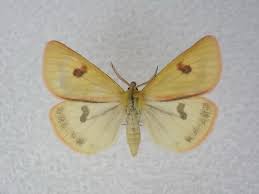 Attēlu rezultāti vaicājumam “Diacrisia sannio male”