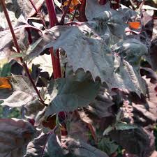 Image result for Atriplex hortensis