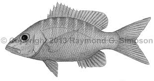 Image result for Lutjanus alexandrei