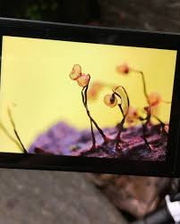 Attēlu rezultāti vaicājumam “Cribraria martinii spores”