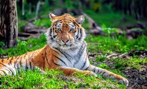 Image result for BERKSHIRE TIGERS THAI