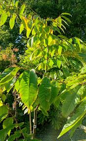 Attēlu rezultāti vaicājumam “Castanea sativa”