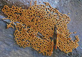 Attēlu rezultāti vaicājumam “Hemitrichia serpula”