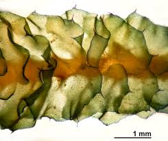 Attēlu rezultāti vaicājumam “Barbilophozia lycopodioides”