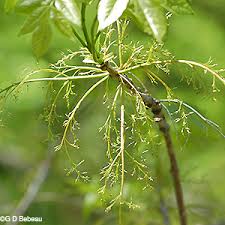 Attēlu rezultāti vaicājumam “Fraxinus pennsylvanica female flower”