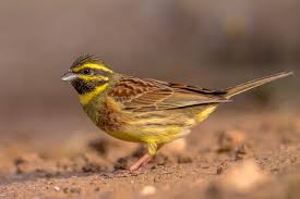 Image result for Emberiza cirlus