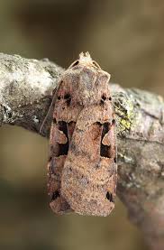 Attēlu rezultāti vaicājumam “Xestia triangulum”