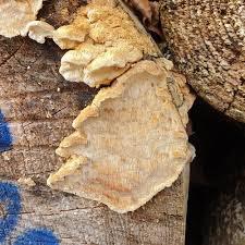 Attēlu rezultāti vaicājumam “Antrodia xantha”