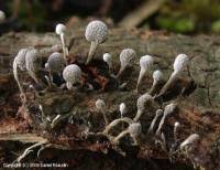 Attēlu rezultāti vaicājumam “Phleogena faginea”