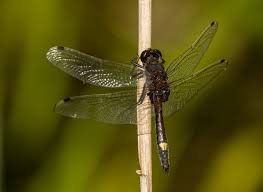 Attēlu rezultāti vaicājumam “Leucorrhinia pectoralis”