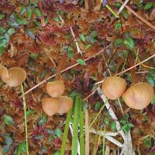 Attēlu rezultāti vaicājumam “Clavaria sphagnicola”