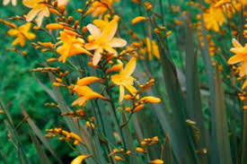 Attēlu rezultāti vaicājumam “Iridaceae”