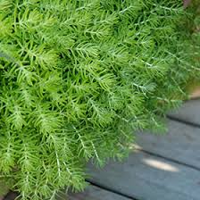 Attēlu rezultāti vaicājumam “Sedum rupestre leaf”