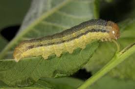 Attēlu rezultāti vaicājumam “Orthosia opima”