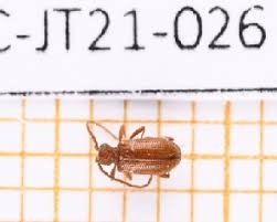 Attēlu rezultāti vaicājumam “Ptinus sp. female”