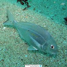 Image result for Rhabdosargus holubi