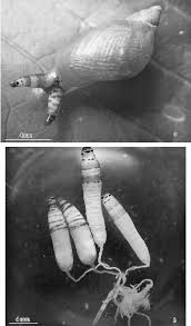 Attēlu rezultāti vaicājumam “Leucochloridium paradoxum”