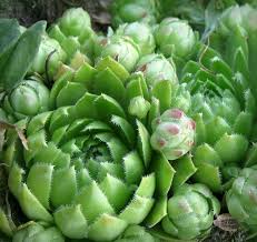 Attēlu rezultāti vaicājumam “Jovibarba globifera bud”