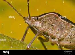 Attēlu rezultāti vaicājumam “Palomena prasina imago”