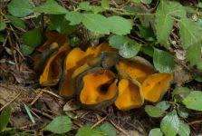 Attēlu rezultāti vaicājumam “Caloscypha fulgens”