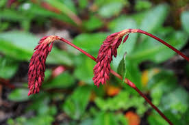 Attēlu rezultāti vaicājumam “Bistorta major fruit”